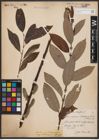 Foto von Salix caprea L. x Salix daphnoides Vill.